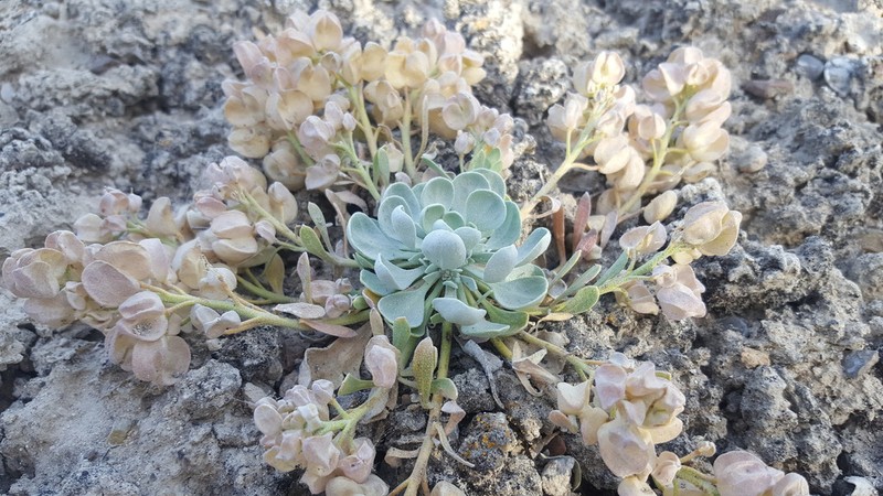 Chambers' Twinpod photo 4