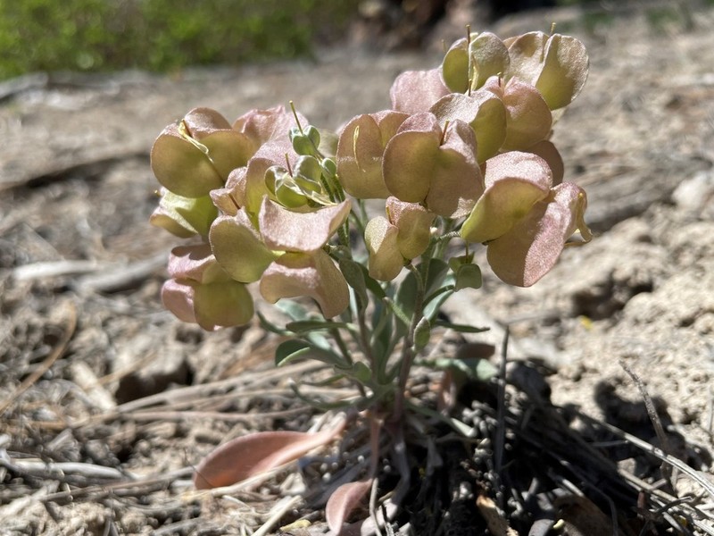 Chambers' Twinpod photo 5
