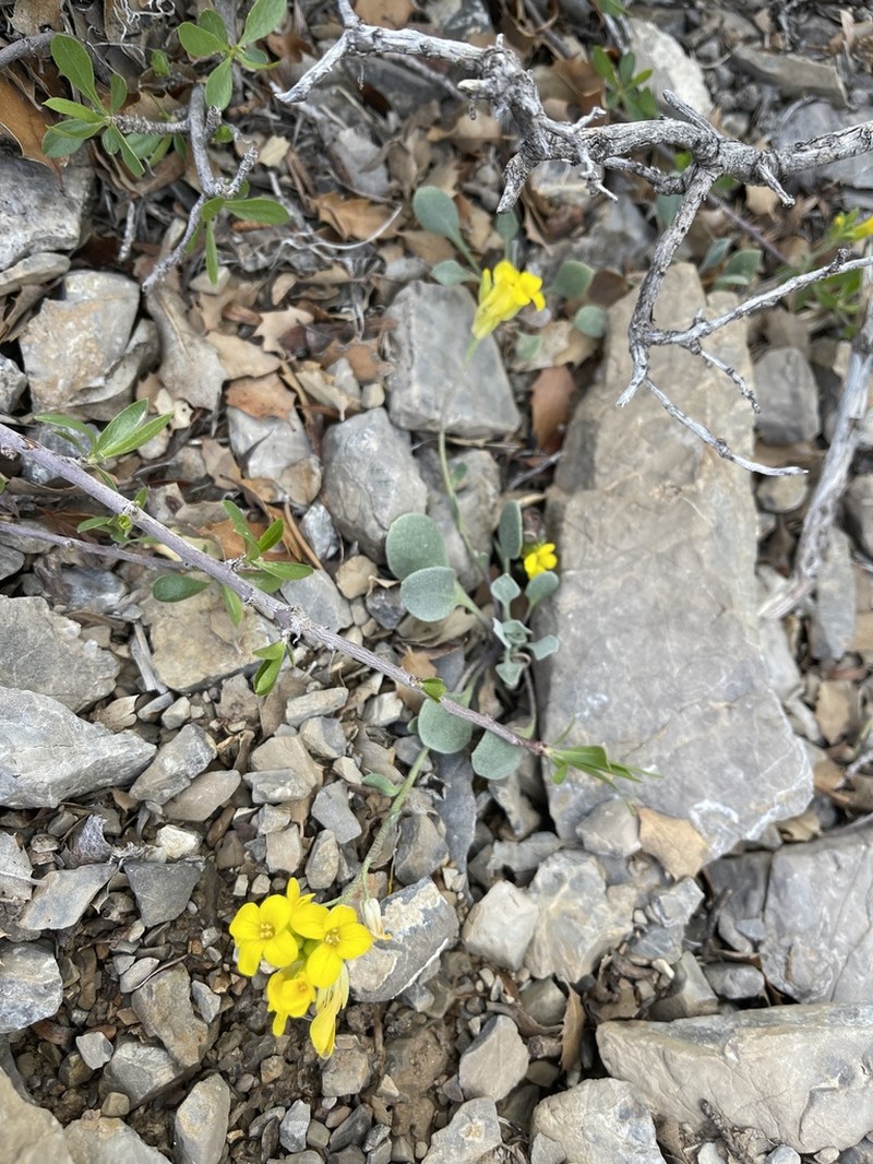 Chambers' Twinpod photo 8