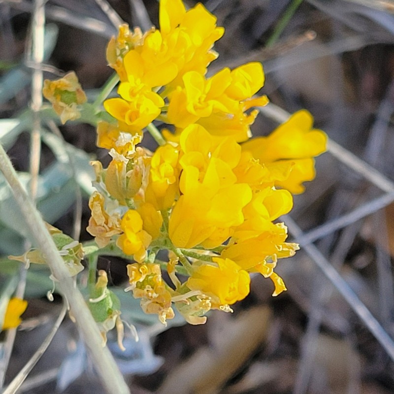 Basin Bladderpod