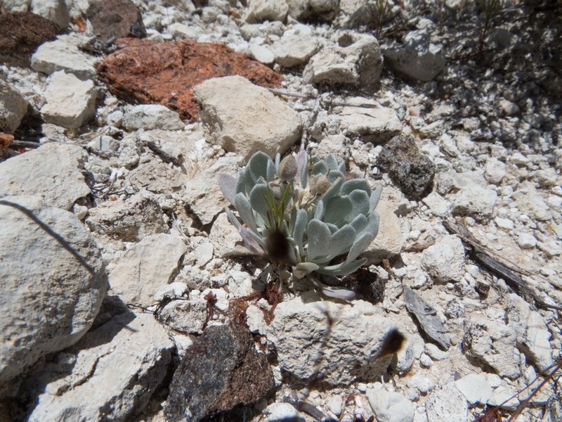 Basin Bladderpod photo 2
