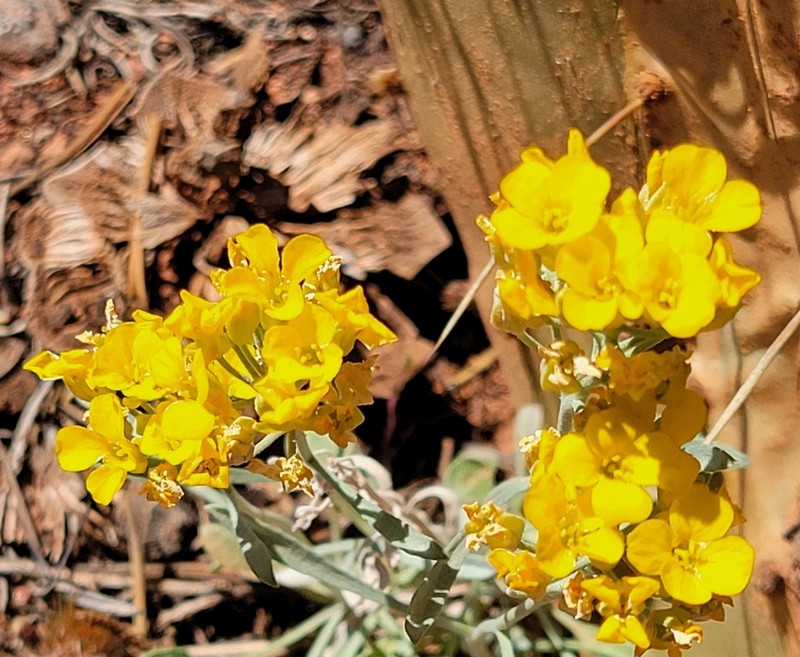 Basin Bladderpod photo 3