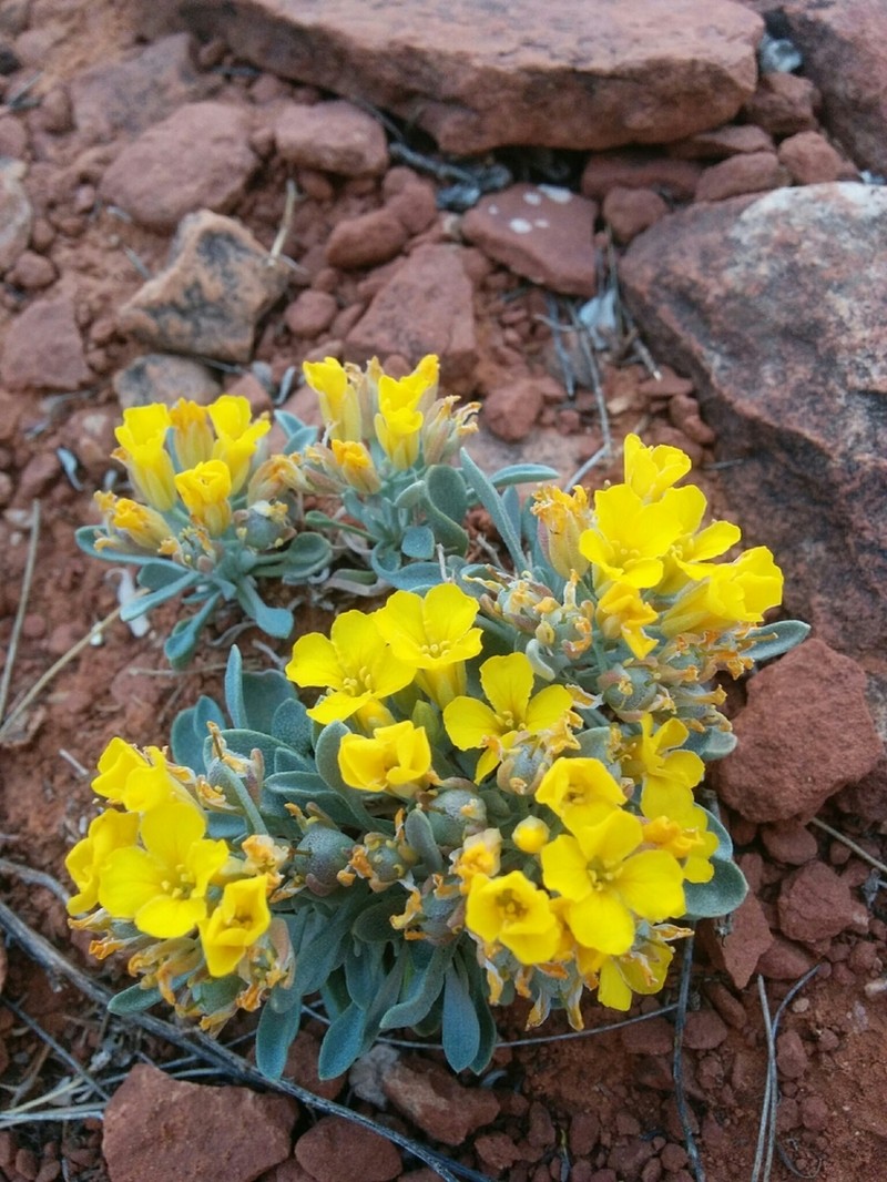 Basin Bladderpod photo 4