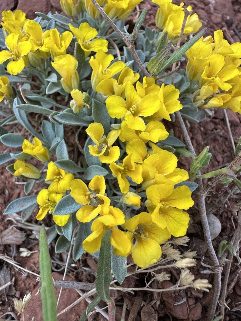 Basin Bladderpod photo 5