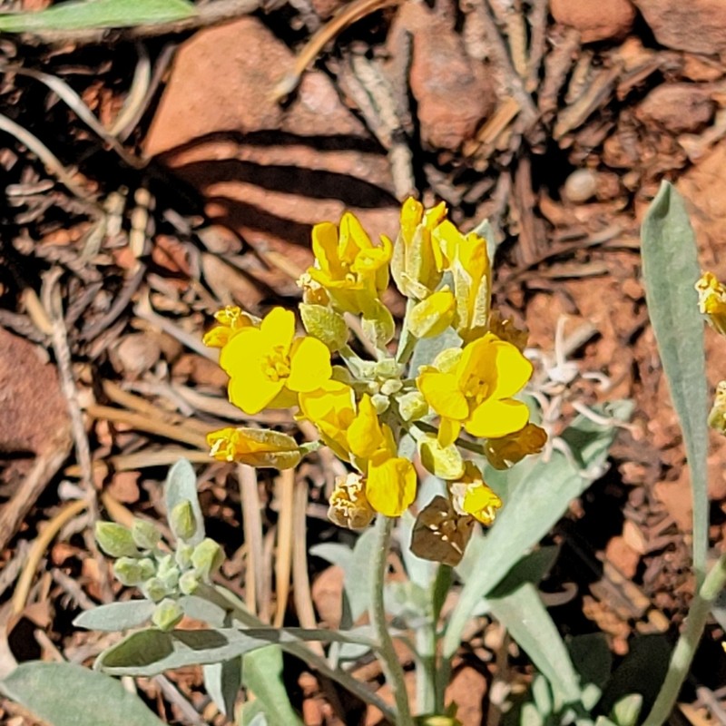 Basin Bladderpod photo 6