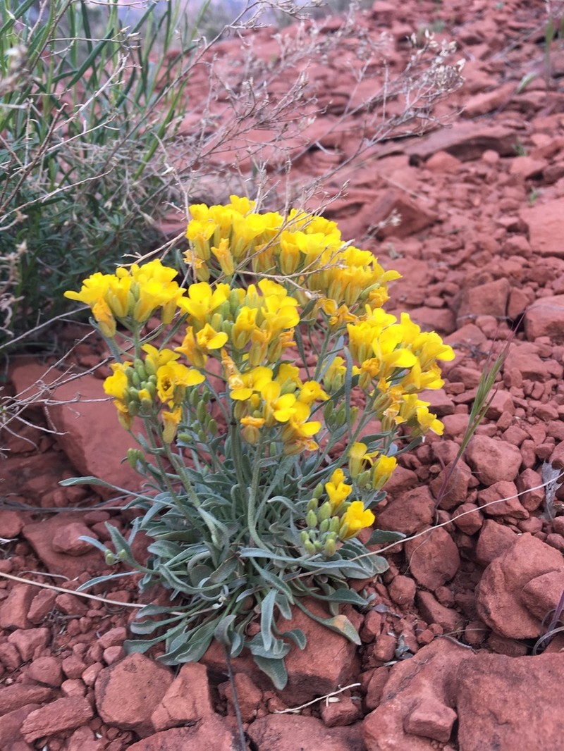 Basin Bladderpod photo 7