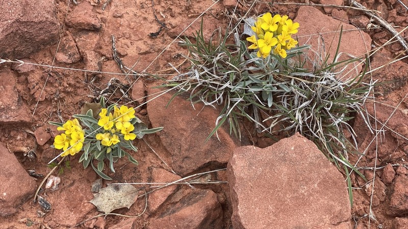 Basin Bladderpod photo 8
