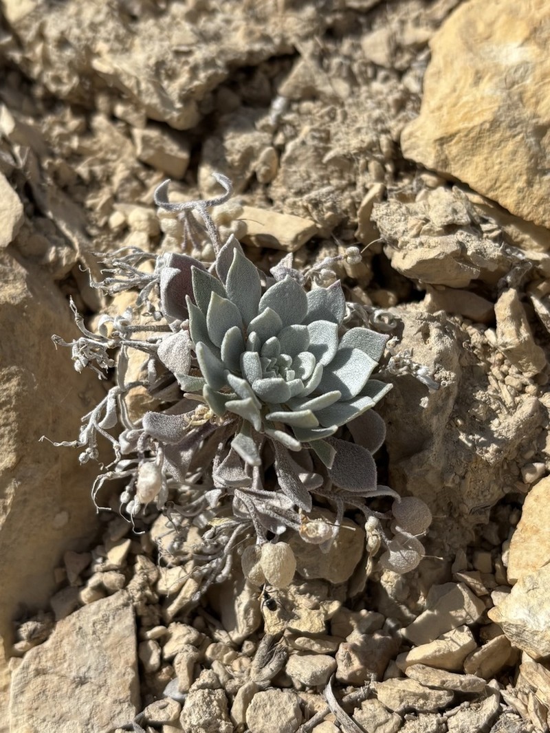 Tufted Twinpod photo 3