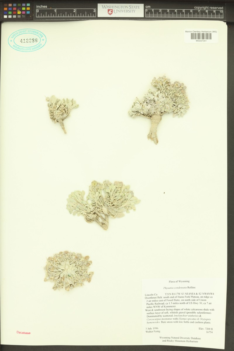 Tufted Twinpod photo 7