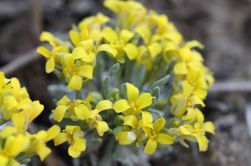 Dudley Bluffs Bladderpod