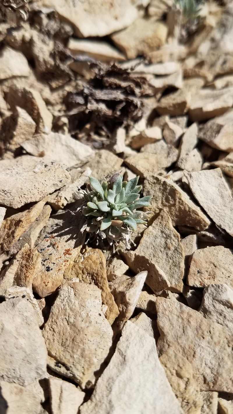 Dudley Bluffs Bladderpod photo 5
