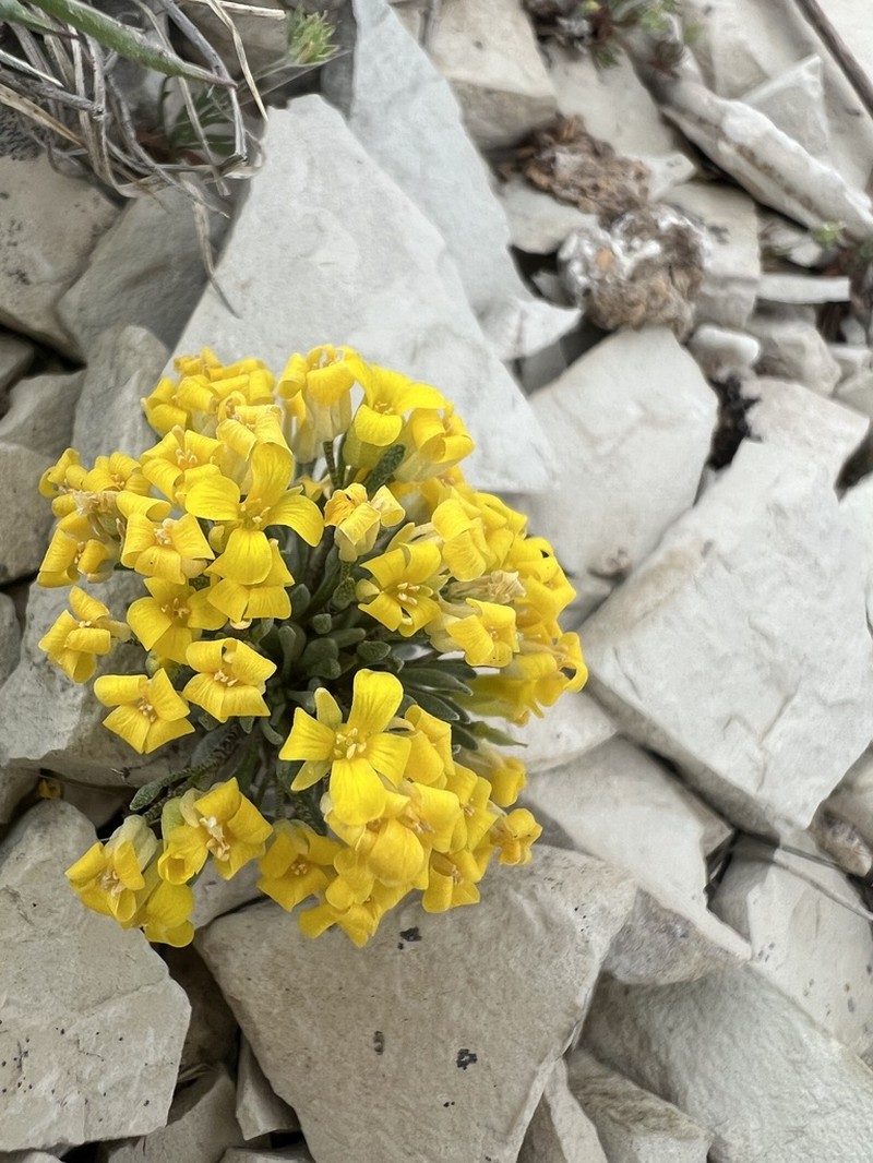 Dudley Bluffs Bladderpod photo 6