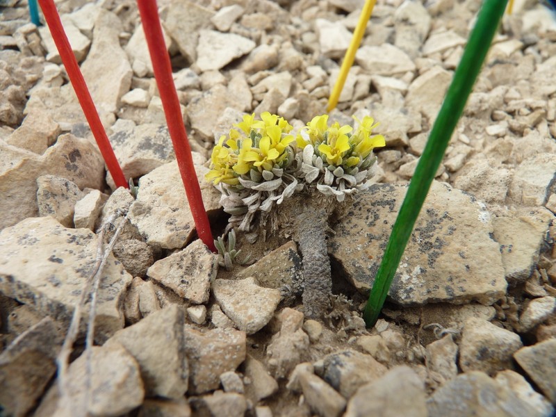 Dudley Bluffs Bladderpod photo 7