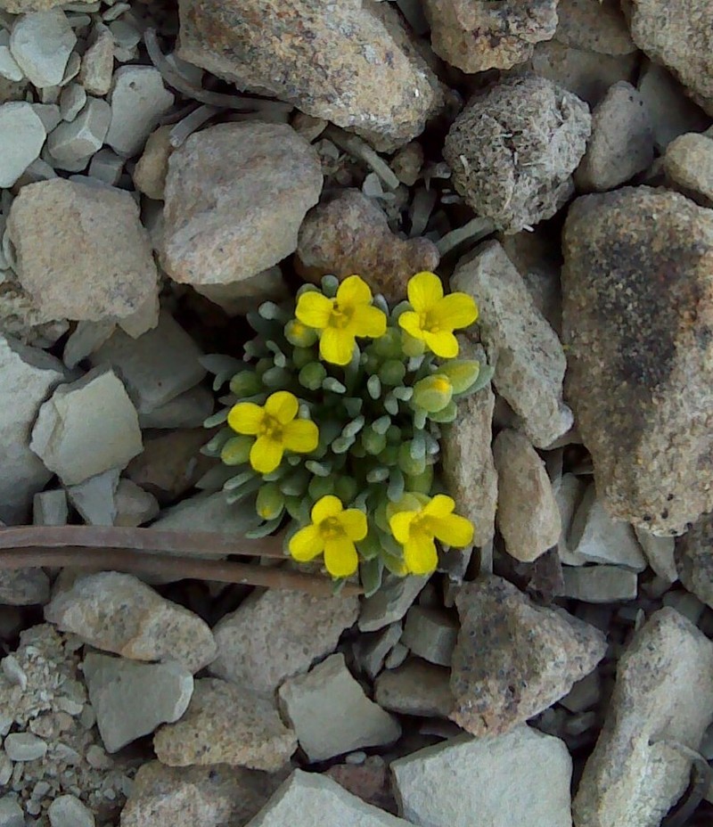 Dudley Bluffs Bladderpod photo 8