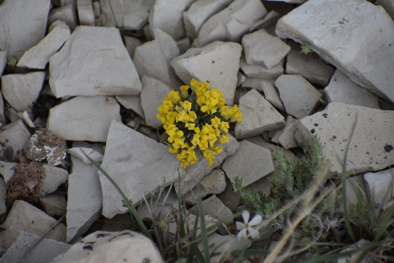 Dudley Bluffs Bladderpod photo 9