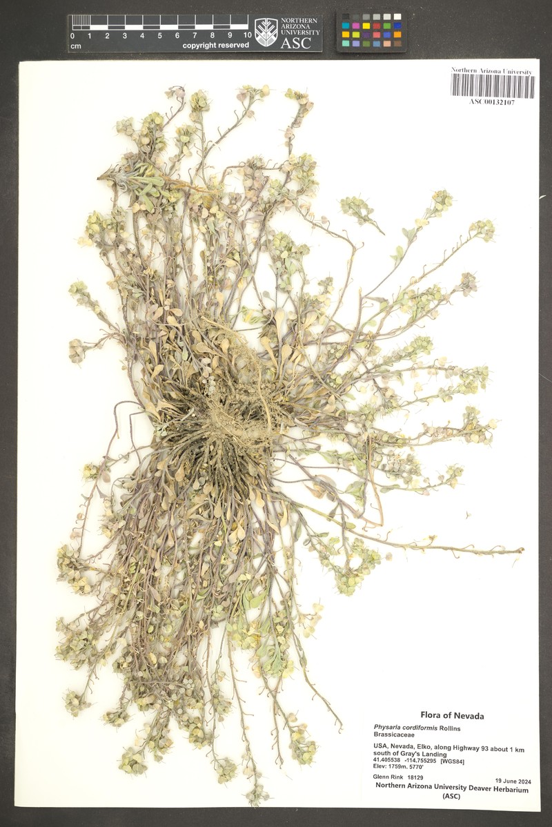 Wassuk Range Bladderpod
