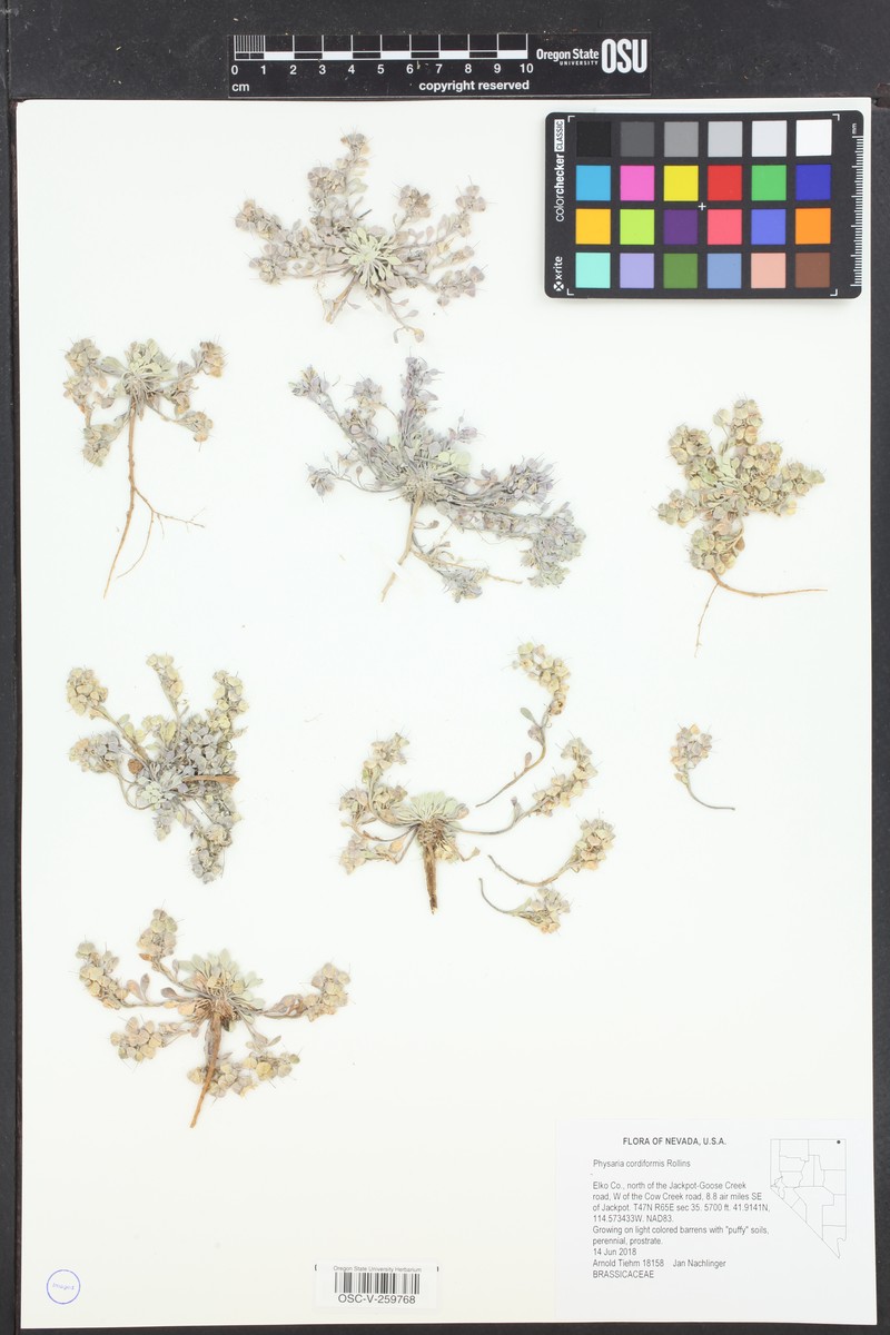 Wassuk Range Bladderpod photo 3