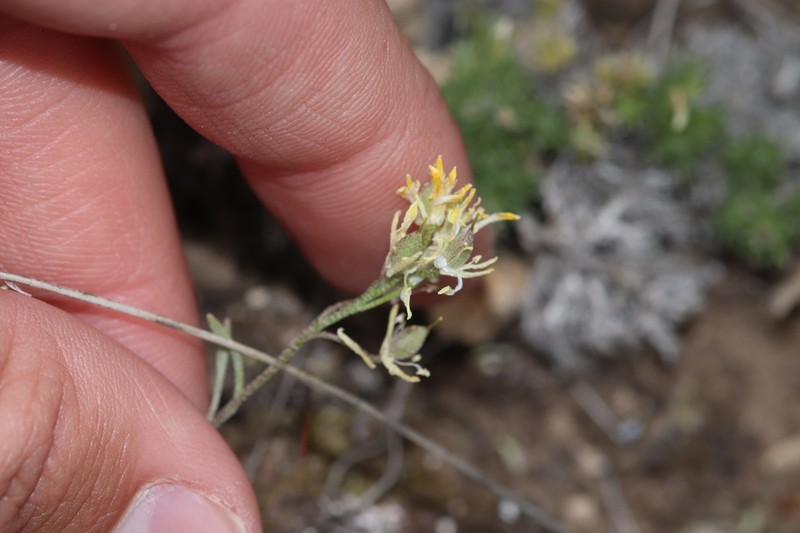 Physaria curvipes photo 2