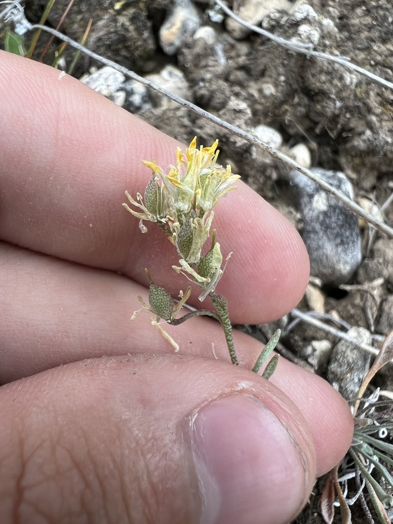 Physaria curvipes photo 3