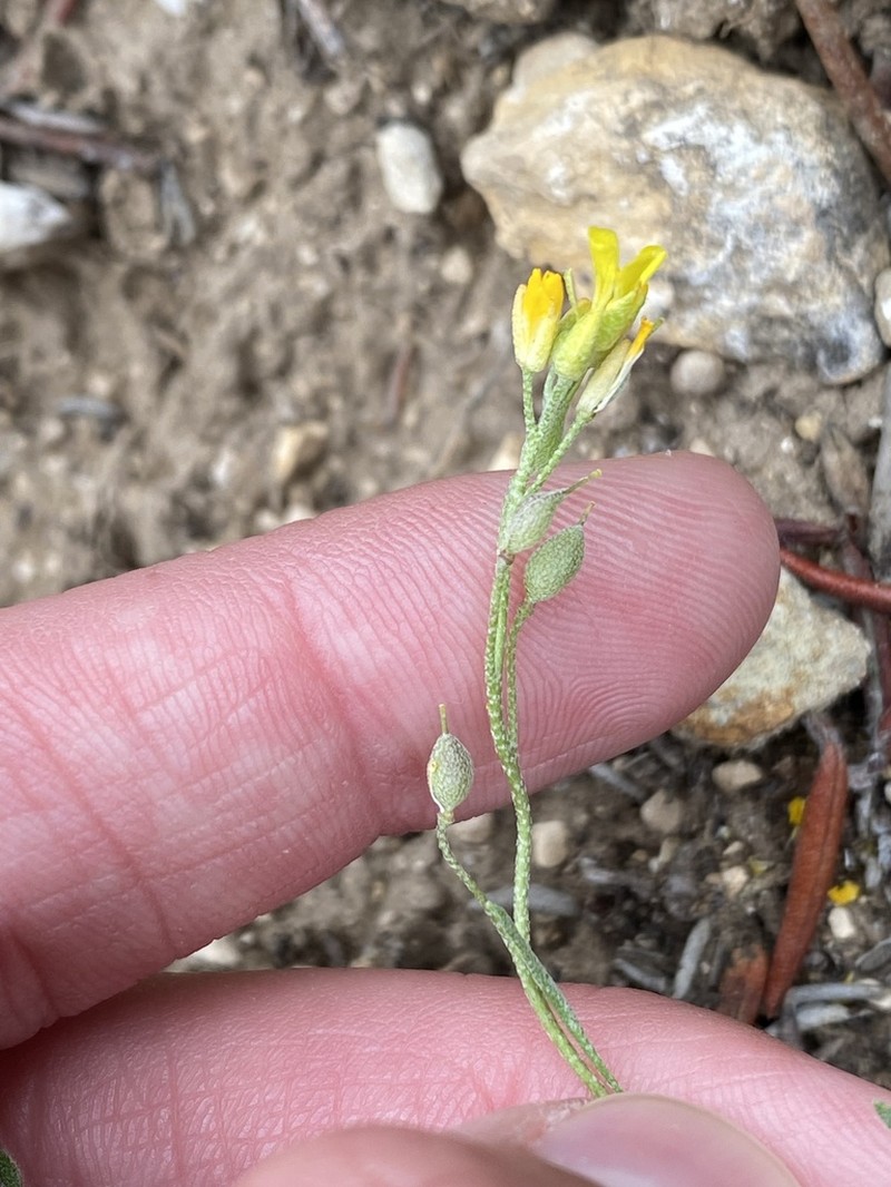 Physaria curvipes photo 4