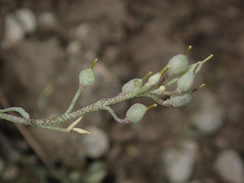 Physaria curvipes photo 5