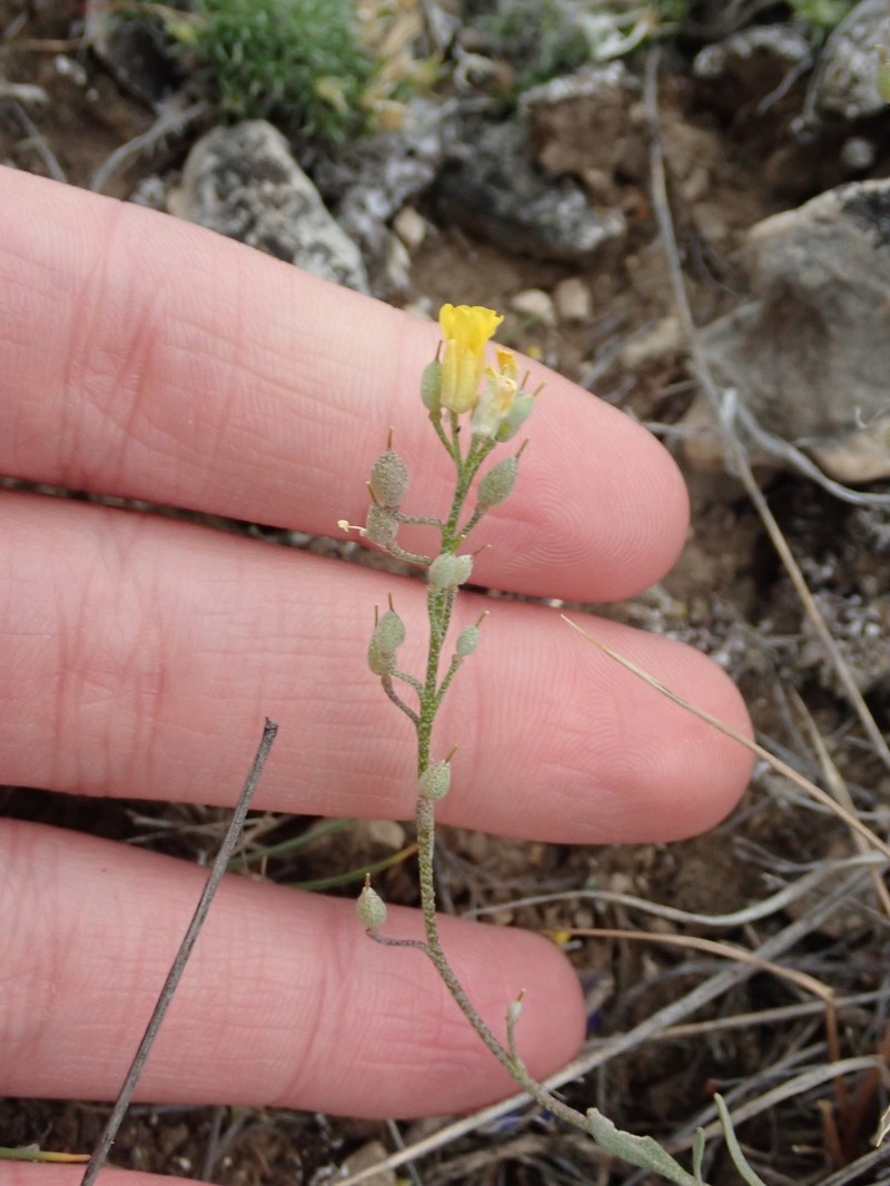 Physaria curvipes photo 6