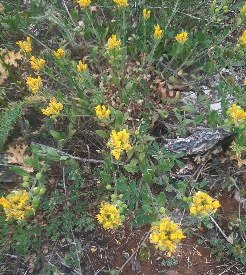 Denseflower Bladderpod