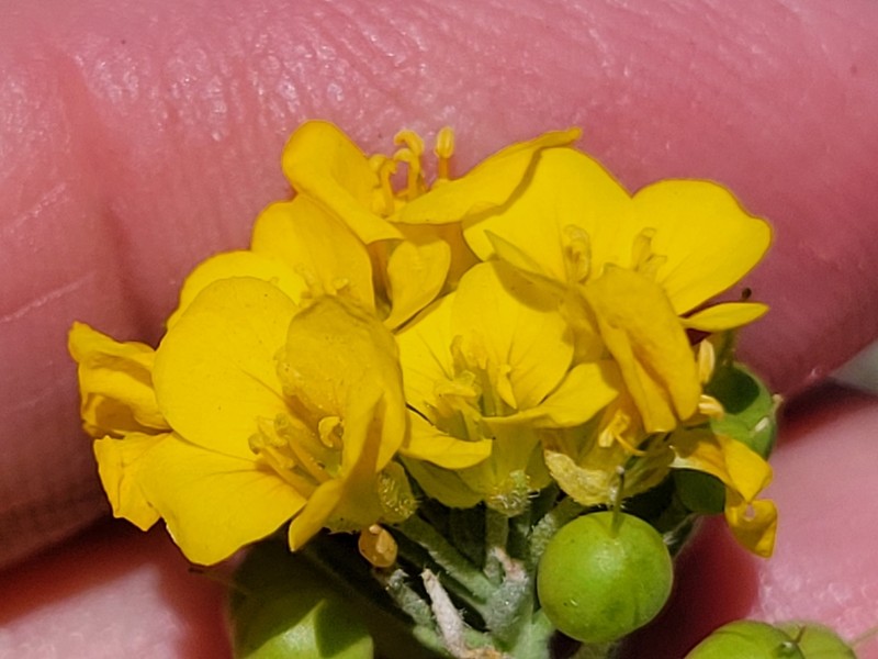 Denseflower Bladderpod photo 2