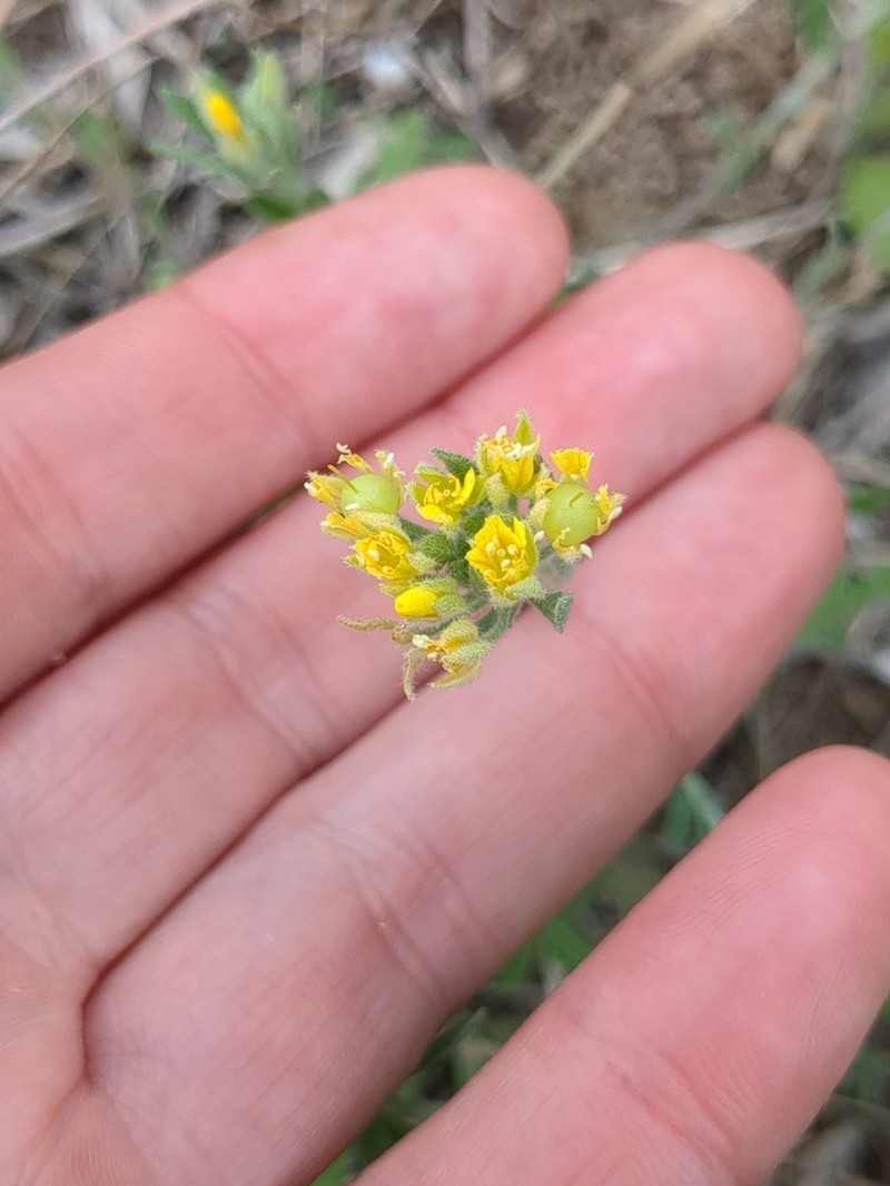 Denseflower Bladderpod photo 3
