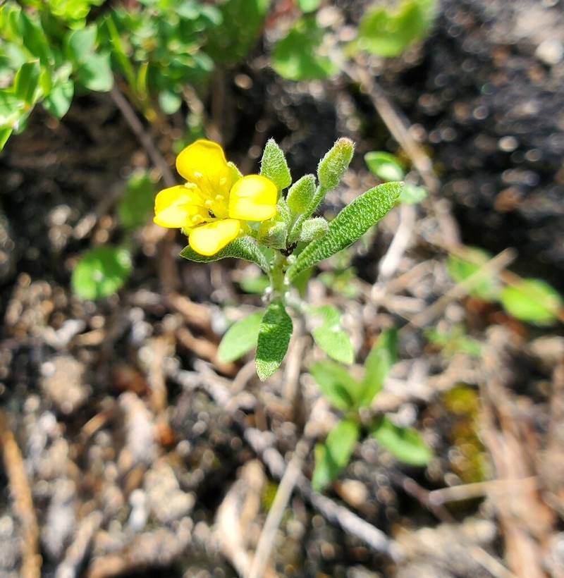 Denseflower Bladderpod photo 4