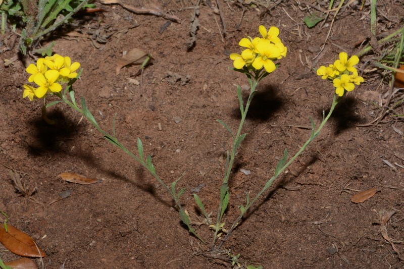 Denseflower Bladderpod photo 5