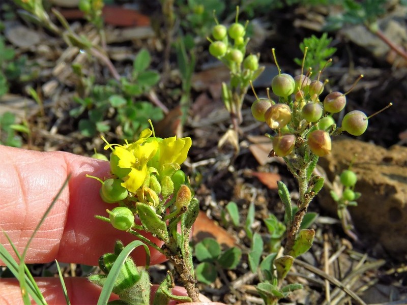 Denseflower Bladderpod photo 6