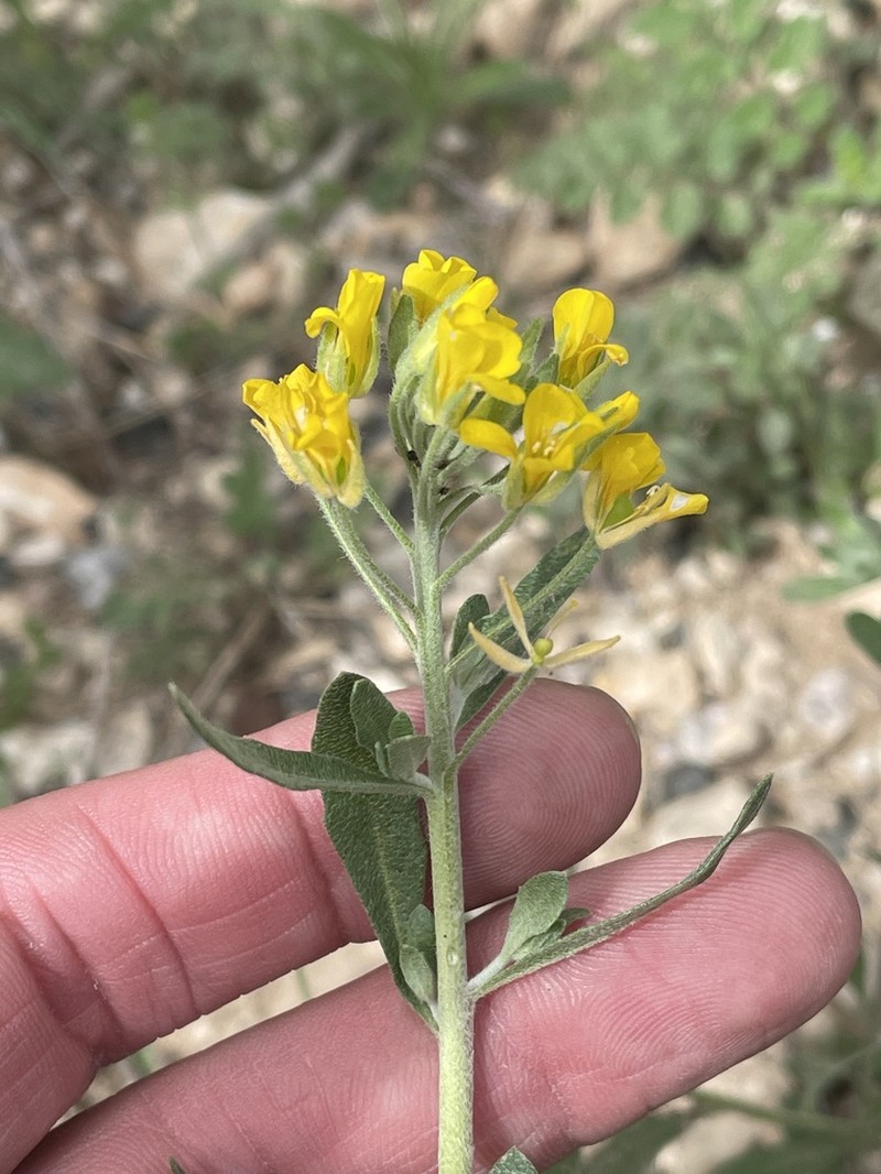 Denseflower Bladderpod photo 7