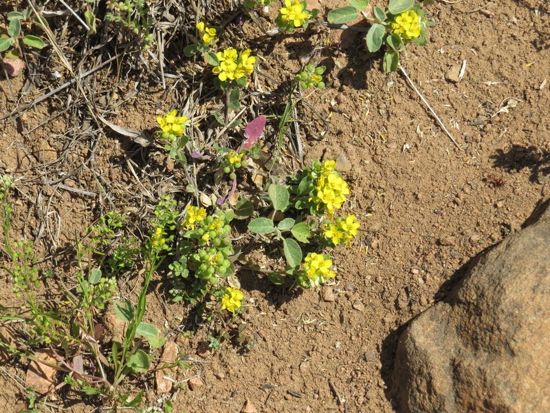Denseflower Bladderpod photo 8
