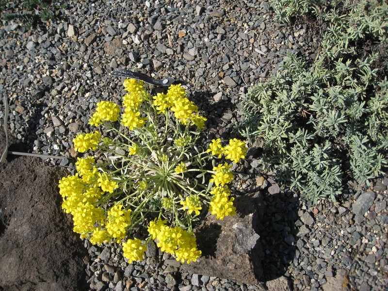 Common Twinpod