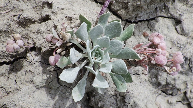 Common Twinpod photo 2