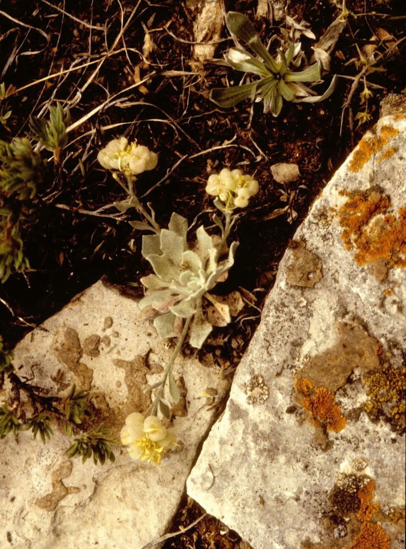 Common Twinpod photo 3