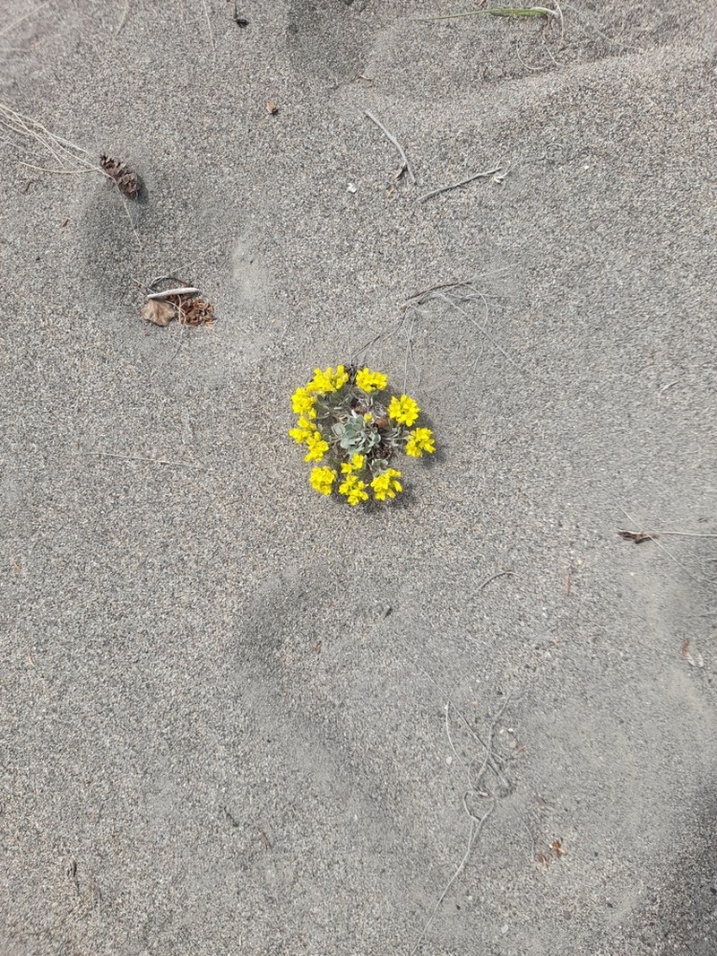 Common Twinpod photo 4