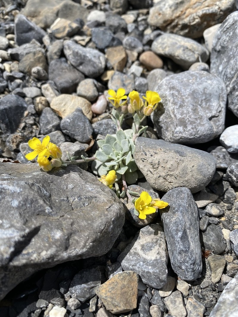 Common Twinpod photo 7