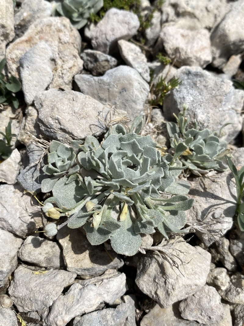 Physaria didymocarpa subsp. lanata