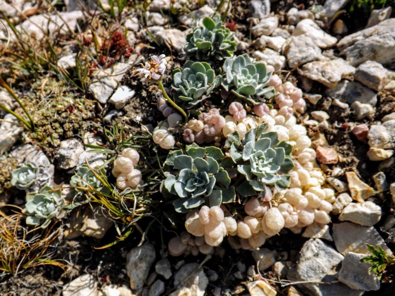 Physaria didymocarpa subsp. lanata photo 2