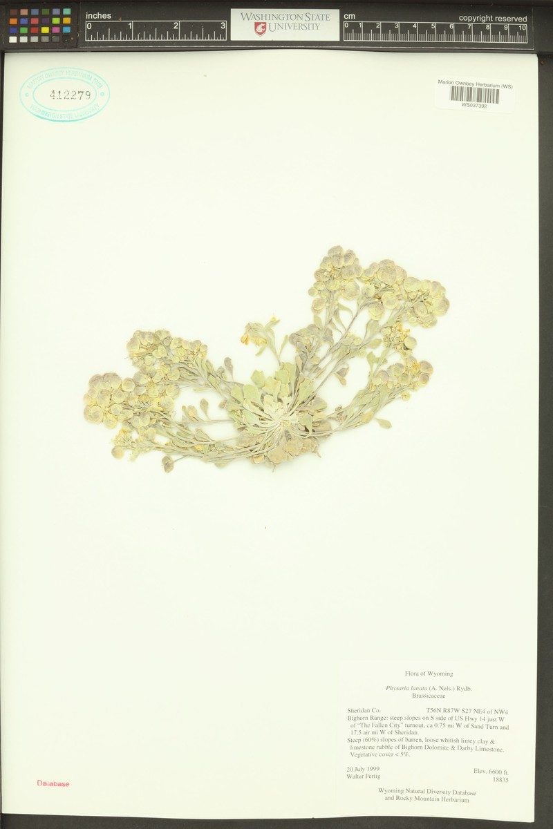 Physaria didymocarpa subsp. lanata photo 4