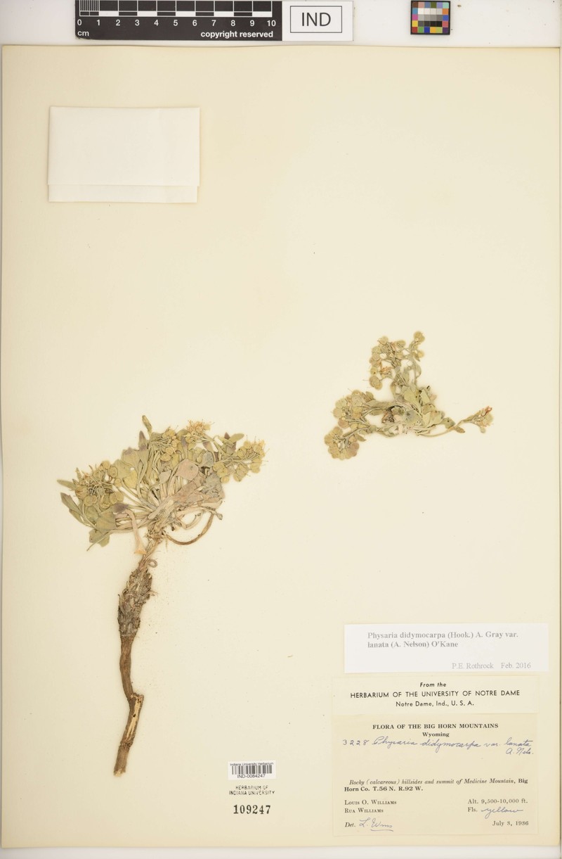 Physaria didymocarpa subsp. lanata photo 5