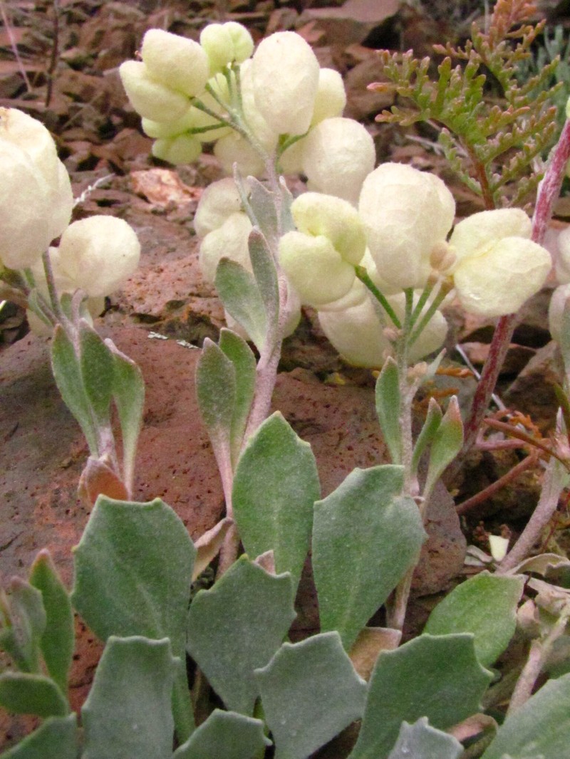Physaria didymocarpa subsp. lyrata