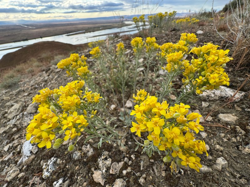Douglas' Bladderpod