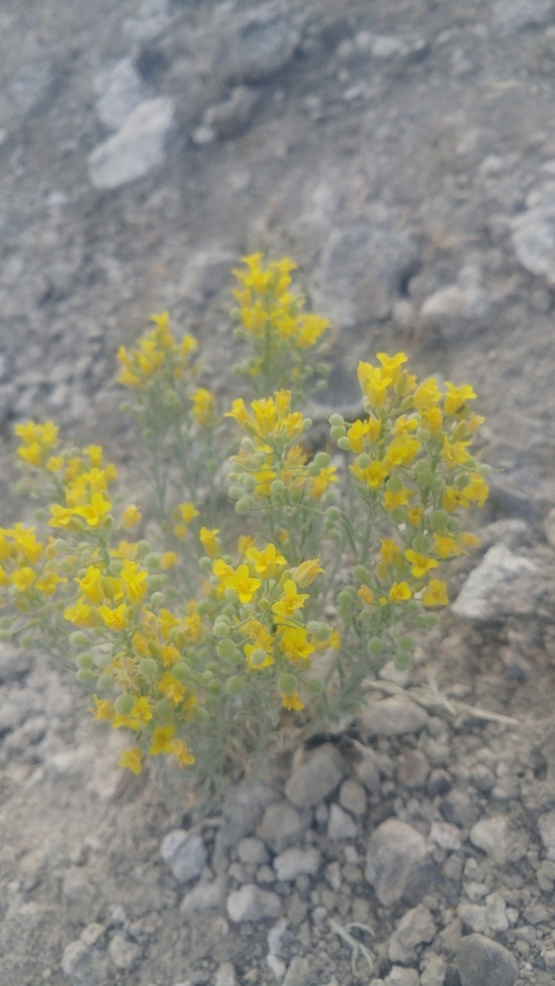 Douglas' Bladderpod photo 2