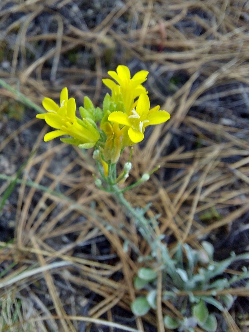 Douglas' Bladderpod photo 3