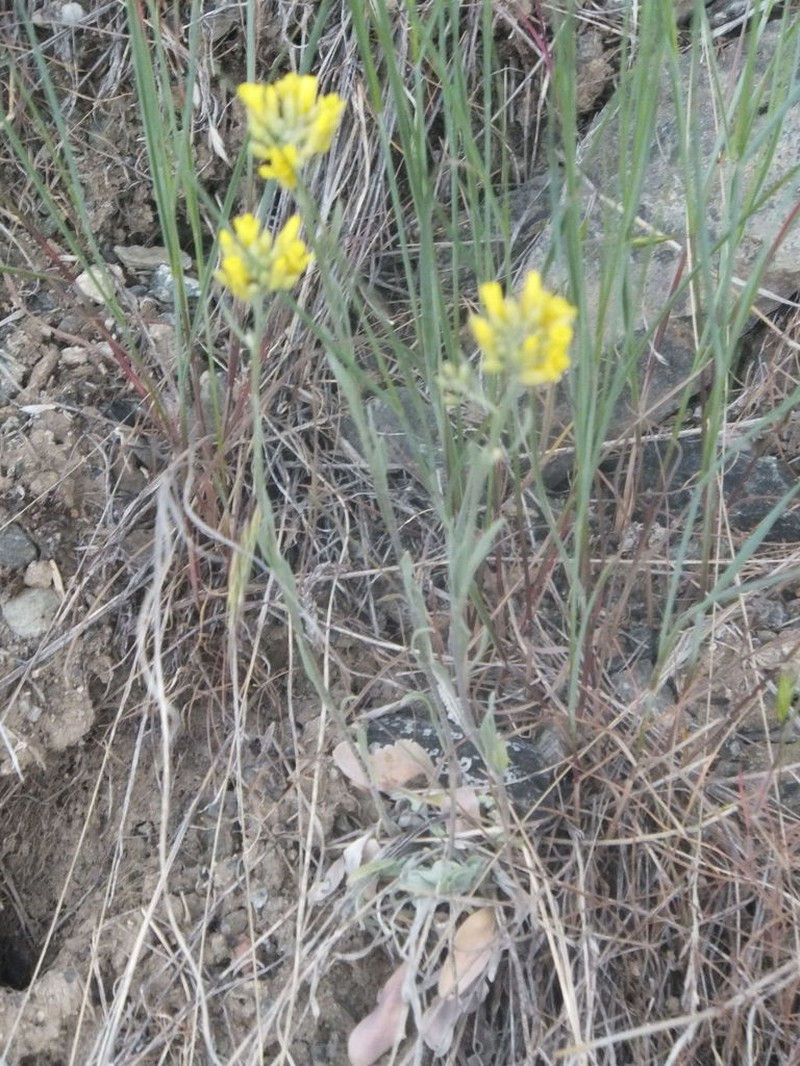 Douglas' Bladderpod photo 4
