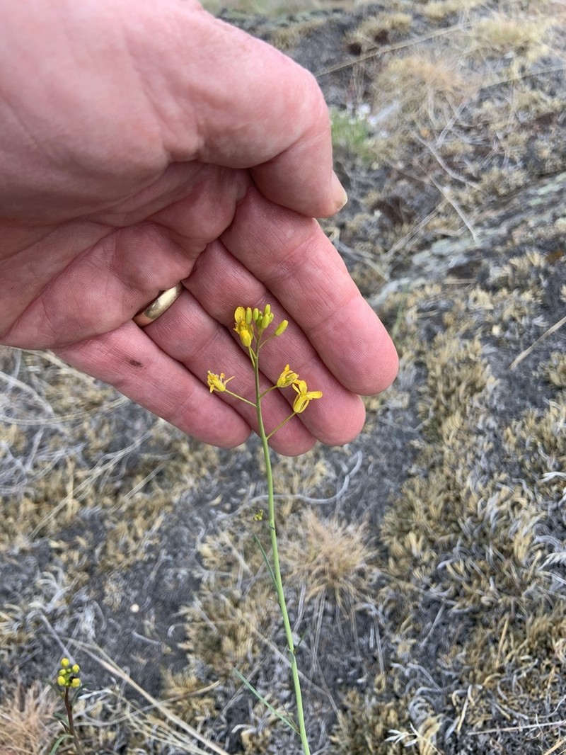 Douglas' Bladderpod photo 5