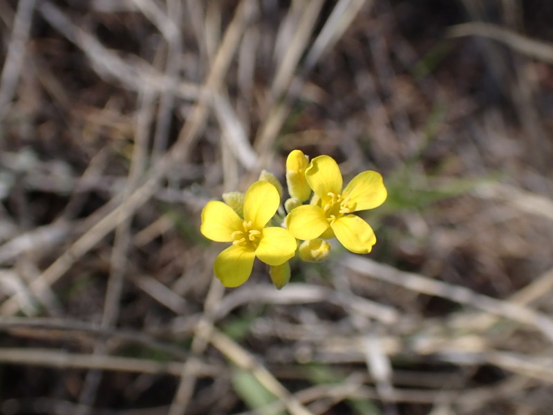Douglas' Bladderpod photo 6
